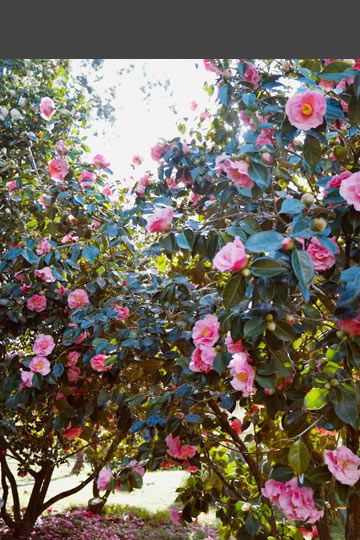 Las camelias protagonistas Garden Paradise, Mothers Love, Beautiful Roses, Paradise, Blossom, Roses, Plants, Color, Nature