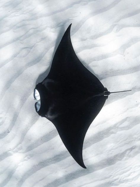 Manta Ray From Above, Stingray Top View, Manta Ray Aesthetic, Oceanic Manta Ray, Ray Fish, Sting Rays, Back At Work, Manta Rays, Up Tattoo