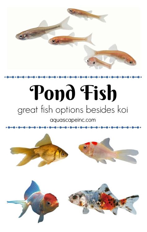 For Your Water Garden - Other Pond Fish to Enjoy Besides Koi Small Fish Pond, Fish Ponds Backyard, Diy Ponds Backyard, Koi Pond Design, Patio Pond, Goldfish Pond, Building A Pond, Garden Pond Design, Outdoor Ponds