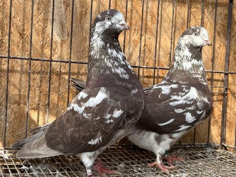 SHOW EXHIBITION TIPPLER PIGEONS FOR SALE RARE | Birdtrader Pigeons For Sale, Pet Pigeon, Pigeon Breeds, Pigeon, Birmingham, Call Me, For Sale, Animals, Quick Saves