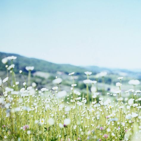 Cider House, Flower Field, White Flower, Fresh Air, Mother Nature, Beautiful Photo, Spring Time, Flower Power, Beautiful Nature