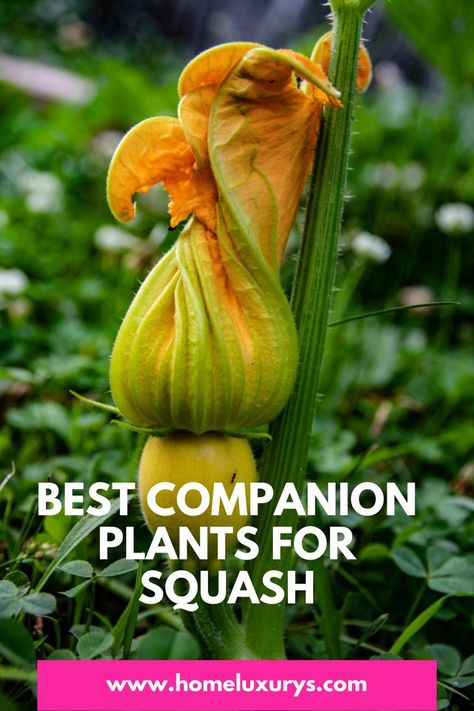 Spaghetti Squash Plant, Squash Companion Plants, Blue Hubbard Squash, Zucchini And Summer Squash, Squash Flowers, Best Companion Plants, Ti Plant, Squash Zucchini, Zucchini Plants