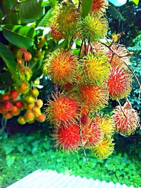 Fruits Garden, Georgetown Penang, Asian Market, Fruit Photography, Green Grapes, Exotic Fruit, Fruit Garden, Tropical Fruit, Flavor Profiles