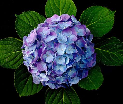 Hydrangea Close Up, Hydrangea Leaf, Big Leaf Hydrangea, Hydrangea Leaves, Hydrangeas Art, Hydrangea Garden, Hydrangea Macrophylla, Lovely Flowers Wallpaper, Blue Ball