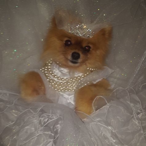 Pomeranian Wedding, Pomeranian Costume, Pomeranian Photoshoot, Pomeranian Dressed Up, Girly Tips, Pomeranian Memes Hilarious, Dog Clothes Patterns, Clothes Patterns, Dog Stuff