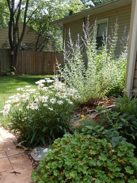 The Russian sage nearly glows in the afternoon sun. And the Shasta daisy seems to be well adapted to this spot which receives lots of sun. Daisies In Garden, Afternoon Sun Plants Front Yards, Shasta Daisy Landscaping, Magnolia Landscaping, Afternoon Sun Plants, Foundation Ideas, Backyard Homestead, Plant Combos, Shasta Daisy