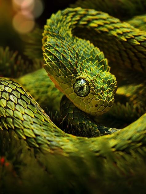 Kari LikeLikes: Atheris hispida aka Bush Viper #nature African Bush Viper, Viper Snake, Poisonous Snakes, Snake Wallpaper, Pit Viper, Beautiful Snakes, Reptile Snakes, Green Snake, Reptiles And Amphibians