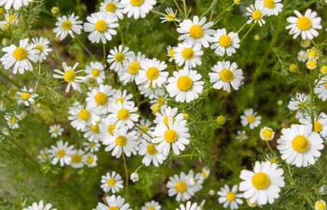 Plant Chamomile, Chamomile Seeds, Chamomile Plant, Sweet Smelling Flowers, Chamomile Flower, Aromatic Plant, Fragrant Plant, Perennial Herbs, Natural Insect Repellant