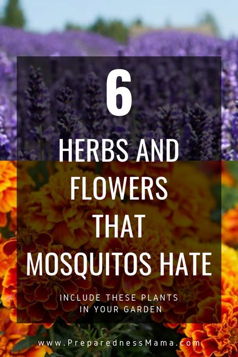 Misquote Repellent Yards, Anti Mosquito Plants Patio, Garden Plants That Repel Mosquitos, What Plants Repel Mosquitos, Plants To Avoid Mosquitos, Diy Gardening, Mosquito Plants, Natural Mosquito Repellant, Mosquito Repelling Plants