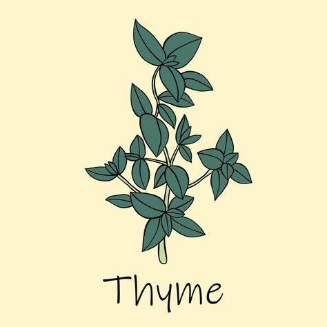 Doodle freehand sketch drawing of thyme. 3527862 Vector Art at Vecteezy Thyme Drawing Simple, Thyme Drawing, Herb Drawings, Sticker Mood, Freehand Sketch, Creeping Thyme, Food Sticker, Website Ideas, Wooden Spoon