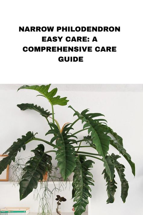 Embark on a journey to plant care simplicity with our Comprehensive Easy Care Guide for Narrow Philodendron! Discover the secrets to effortless nurturing, from perfecting light conditions to mastering the ideal watering routine. Click to unveil the green magic and ensure your Narrow Philodendron thrives with ease. Follow us for a continuous flow of plant care inspiration! Philodendron Narrow Escape, Philodendron Narrow, Green Magic, Low Maintenance Plants, Indoor Plant, Plant Care, South America, Green Leaves, Indoor Plants