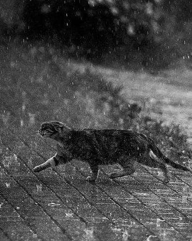 Running In The Rain, I Love Rain, Love Rain, Wet Cat, Raining Cats And Dogs, Singing In The Rain, Walking In The Rain, Crazy Cat Lady, In The Rain