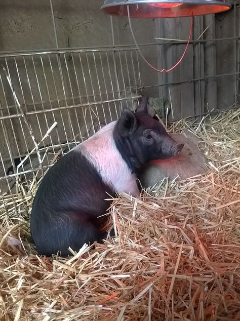 York Hampshire cross piglet 🐷 Hampshire Pig, Pig Painting, Future Farms, Ffa, Pigs, Hampshire, Fur Babies, Goats, Plants