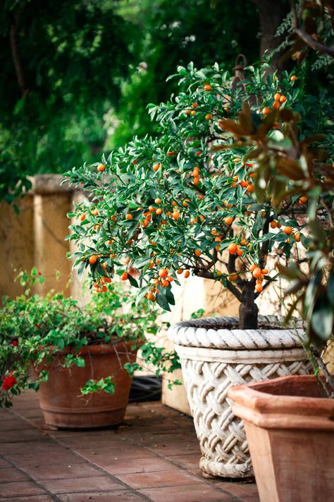 Potted Dwarf Kumquat Tree - Learn all about what kumquats are and how to eat them! Mandarin Tree In Pot, Orange Tree Potted, Kumquat Tree Potted, Citrus Trees In Pots, Potted Kumquat Tree, Citrus In Pots, Veggies Garden, Kumquat Tree, Church Foyer