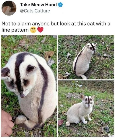 Not to alarm anyone but look at this cat with a line pattern, unique looking cats, cats with quirky and unusual fur patterns, cats with interesting fur markings, interesting looking cats, strange looking cats Cat Fur Patterns, Cute Cat Memes, Chaotic Neutral, Silly Cats Pictures, Unique Cats, Silly Animals, Funny Cute Cats, Pure Beauty, Beautiful Animals