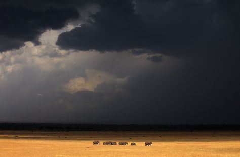 Elephants and Approaching Storm photo Photos Of Animals, Masai Mara Kenya, Herd Of Elephants, Rain Storm, Masai Mara, Summer Rain, Storm Clouds, African Elephant, African Countries