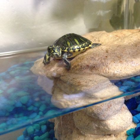 My pet turtle Norman Turtle Pet Tanks, Water Turtles, Turtle Pet, Turtle Aquarium, Fish Tank Themes, Water Turtle, Cute Tortoise, Pet Turtle, Turtle Tank