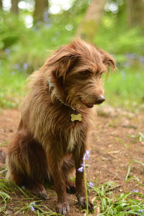 Ruby, the happy brown shaggy dog Bones Aesthetic, Dr Pets, Heart Bones, Big Fluffy Dogs, 2024 Manifestation, Shaggy Dog, Dog Walking Services, All Types Of Dogs, Drawing Body Poses