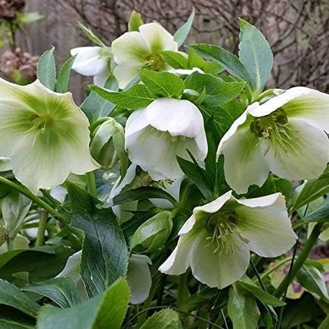 6 x Helleborus Orientalis 'White Lady' – Oriental Hellebore – Bowl 9 x 9 cm : Amazon.com.be: Garden Lenten Rose, White Lady, Ponds Backyard, Most Beautiful Flowers, Green Garden, Shade Garden, Front Garden, Garden Beds, Garden Plants