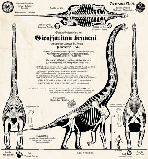 Giraffatitan brancai - Imperial German edition! by Paleo-King Dinosaur Horror, Dinosaur Posters, Animal Skeletons, Skeleton Illustration, Animal Reference, Jurassic World Dinosaurs, Dinosaur Skeleton, Infographic Illustration, Paleo Art