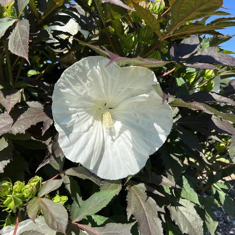 SUMMERIFIC® Cookies and Cream' Hibiscus Summerific Hibiscus, Mallow Plant, Proven Winners Perennials, Hibiscus Garden, Hardy Hibiscus, White Hibiscus, Goth Garden, Garden Greenhouse, Garden Borders