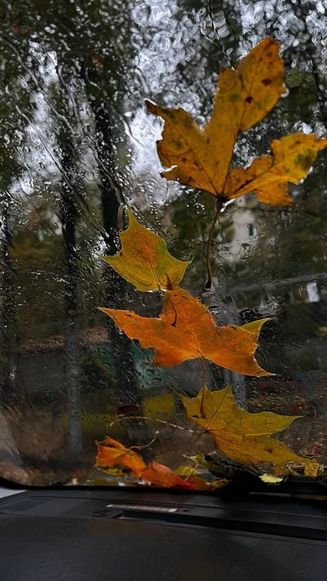 Panda Background, Fall Landscape Photography, Blue Moon Photography, Autumn Rain, Cartoon Wallpaper Hd, Dark Autumn, Flower Iphone Wallpaper, Story Ideas Pictures, Moon Photography