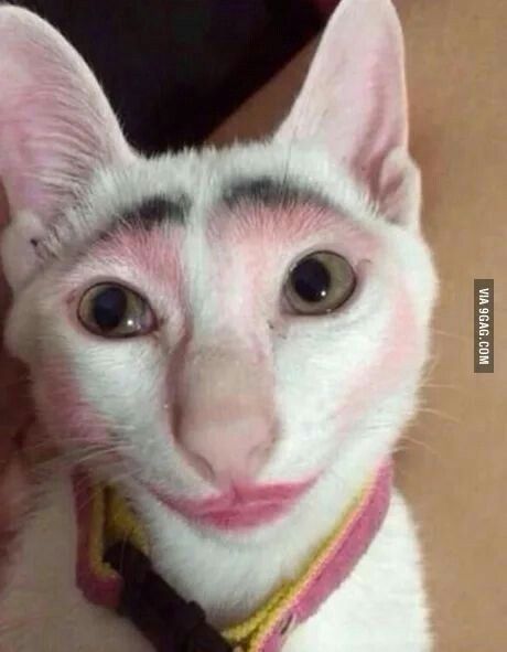 Gay cat makeup cat meme cat A Cat, Funny, Pink, White, Black