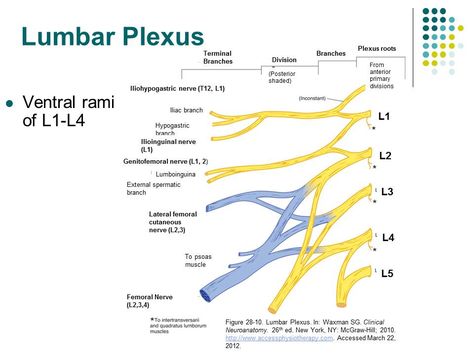 image of lumbar plexus - Google Search Lumbar Plexus, Sacral Plexus, Nursing School Clinicals, L5 S1, Femoral Nerve, Nerve Anatomy, What Is Nursing, Physical Therapy Assistant, Spine Health