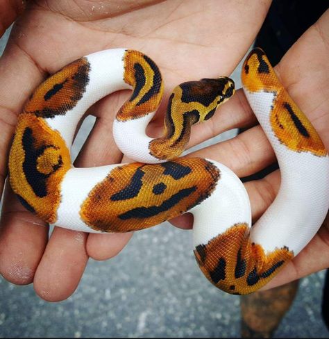 1682×1733: This color & pattern do not occur naturally... i.e. they are bred to produce this coloration/pattern. It's a hit-and-miss process, with breeders trying different combinations of male and female snakes to find the perfect pumpkin spotted the snake. Spooky Memes, Pretty Snakes, Ball Python Morphs, Cute Reptiles, Cute Snake, Pet Snake, Ball Python, Pretty Animals, A Snake