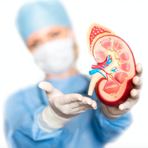 How Long Does a Kidney Transplantation Take? #HowLongDoesaKidneyTransplantationTake #KidneyTransplant #StagesofKidneyTransplantation #Thekidneytransplantationprocedureisperformedapproximately #TheProcessAfterKidneyTransplantation Foods Good For Kidneys, Food For Kidney Health, Nephrotic Syndrome, Kidney Cleanse, Kidney Health, Best Hospitals, Surgery, E-book, Medical