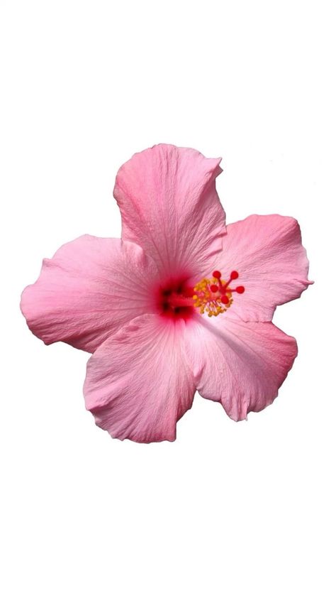 Hibiscus Flower Pink Wallpaper, Hibiscus Flower White Background, Widget Flower, Hibiscus Flower White, Hibiscus Flower Wallpaper Aesthetic, Flower White Background, Hibiscus Wallpaper, Pink Hibiscus Flower, Background Summer