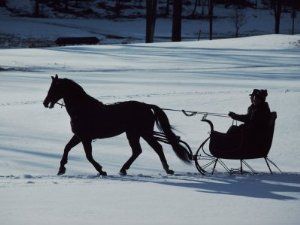 Hitched to History. It hasn't been all that many years since horses were the primary mode of transportation all across the West. They not only pulled buggies and wagons, and sleighs in the winter, but they also powered the plows and cultivators that tamed an arid land. Horse Drawn Sleigh, Margaret Tarrant, One Horse Open Sleigh, Sleigh Rides, Horse Drawn Wagon, Dashing Through The Snow, Horse Carriage, Draft Horses, Horse Drawn