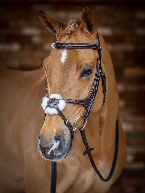 The LeMieux Grackle Bridle is a fine example of the style with the browband and noseband both featuring decorative stitching and soft padding for comfort on the brow and along the bridge of the nose. It comes with interchangeable padding at the back of the nosepiece with the option of merino wool or a soft leather cushion. A featured D-ring on noseband allows the pieces to sit smoothly against the horse's cheeks and jaw. This helps to provide a tailored fit for different jaw shapes and the back strap can move independently. The LeMieux Bridles are made from beautifully soft European leather and feature an anatomically shaped headpiece with soft padded cut away around the ears and poll to aid in the distribution of pressure, maximising comfort. Padded Browband with decorative stitching and Jaw Shapes, Bridles For Horses, Wild Horses Photography, Horse Riding Quotes, Beautiful Horses Photography, Cute Horse Pictures, Horse Hoodies, Horse Inspiration, Horse Bridle