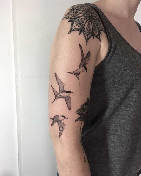 Tern Tattoo, Rose Rib Tattoos, Three Birds Tattoo, Bird Tattoos Arm, Small Bird Tattoos, Little Bird Tattoos, Related Tattoos, Bird Tattoos For Women, Inspirational Tattoo