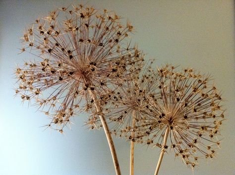 Dried Allium Heads, Allium Flower, Dried Flowers Crafts, Allium Flowers, Nature Wonders, Dried Botanicals, Dried Flowers Diy, Flower Types, Flower Varieties