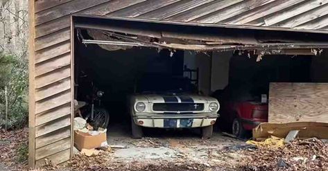 1965 Shelby GT350 Found Completely Abandoned - NewsBreak Shelby Gt350r, Mustang Lx, Mustang Parts, Shelby Gt350, Hemi Engine, Ferrari Testarossa, Ford Shelby, Car Restoration, Shelby Gt500