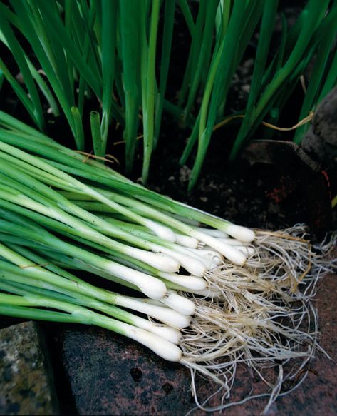 Growing Spring Onions, Growing Onions, Spring Crops, When To Plant Vegetables, Planting Onions, Growing Lettuce, Easy Vegetables To Grow, Growing Veggies, Spring Onions