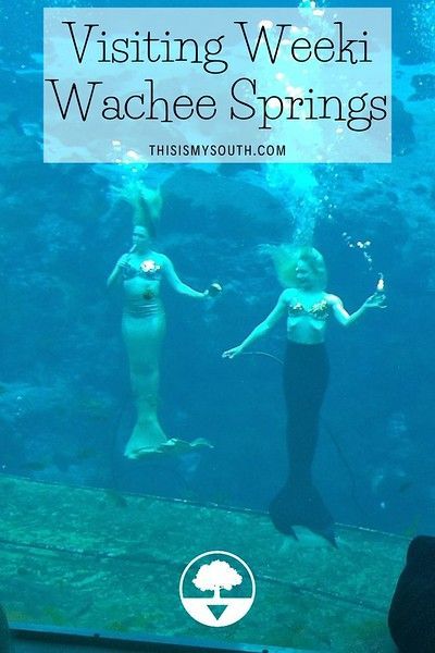 Weeki Wachee Mermaids, Weeki Wachee Florida, Southern Usa, Weeki Wachee, Girls Weekend Getaway, Southern Travel, Bucket List Vacations, Vacation Florida, Romantic Weekend Getaways