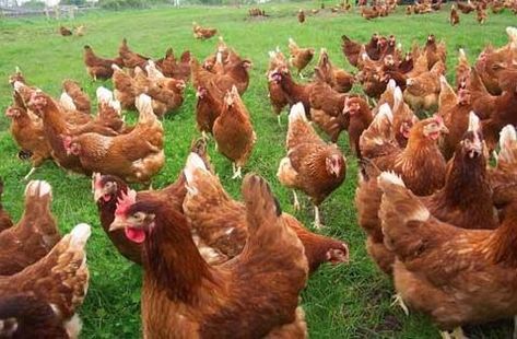 5 Best Brown Egg Laying Chicken Breeds – Treats For Chickens - Treats for Chickens Best Laying Hens, Rhode Island Red Chickens, Best Laying Chickens, Laying Chickens Breeds, California Chicken, Best Egg Laying Chickens, Laying Chickens, Layer Chicken, Egg Laying Chickens