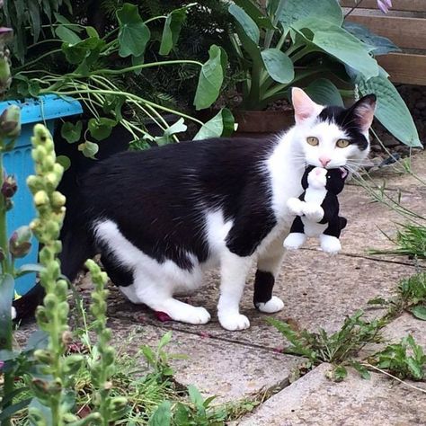 Black And White Cat, Senior Cat, Love Your Pet, Tuxedo Cat, White Cats, Maine Coon, Beautiful Cats, Cat Life, White Cat