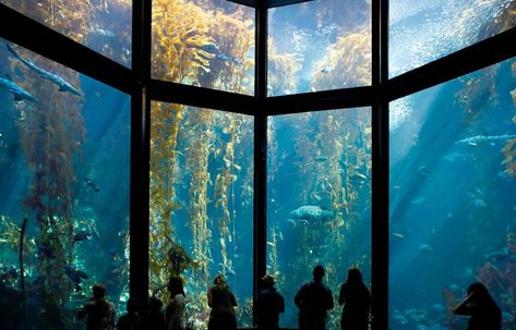 The Open Sea Exhibit best exemplifies how special the massive Monterey Bay Aquarium is. Sea turtles, stingrays, sharks, jellyfish and schools of fish have thousands of gallons of water to explore while visitors watch in awe. With 45 interactive exhibits featuring reptiles, octopi, birds, fish and invertebrates, as well as a variety of tours. Shark In The Ocean, Seattle Aquarium, Leopard Shark, Types Of Sharks, New England Aquarium, Kelp Forest, Georgia Aquarium, Monterey Bay Aquarium, Monterey Ca