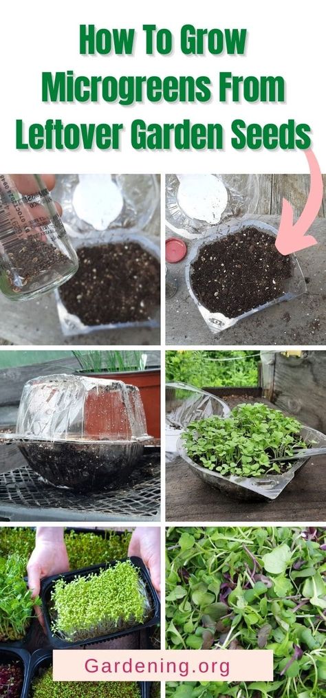 Upcycle long forgotten unused seeds to grow microgreens, with step by step instructions and growing guide. How To Grow Broccoli Microgreens, How To Grow Microgreens, Salad Garden, Growing Broccoli, Grow Microgreens, Micro Greens, Growing Microgreens, Root Cellar, Sprouting Seeds