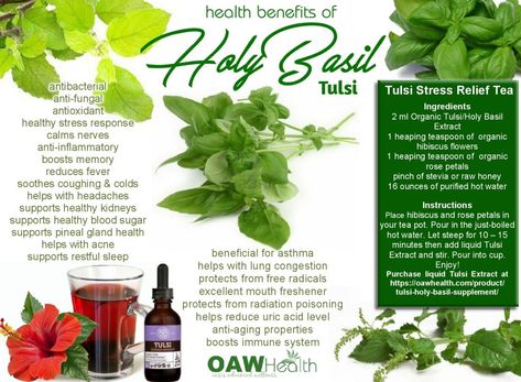 Basil Tincture Benefits, Tulsi Tea Benefits, Holy Basil Benefits, Basil Benefits, Holy Basil Tea, Basil Health Benefits, Basil Tea, Tulsi Tea, Plant Benefits