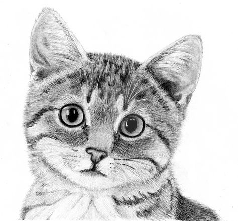 Corry by Celvaya on DeviantArt Cat Sketches, Cats Art Drawing, Pencil Drawings Of Animals, Cute Cat Drawing, Cat Sketch, Drawing Faces, Art Drawings Sketches Pencil, Animal Sketches, Sketch Art