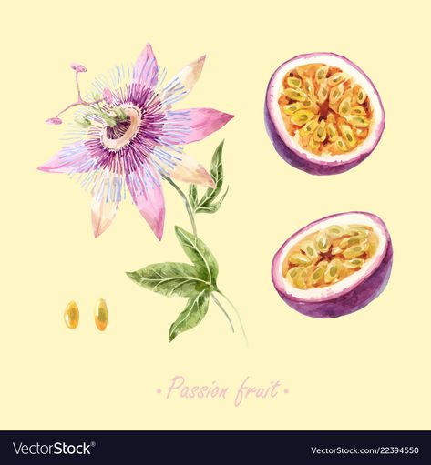 Watercolor Passion Fruit, Watercolor Passion Flower, Passion Fruit Painting, Passion Fruit Art, Passion Fruit Flower Tattoo, Passionfruit Tattoo, Passion Fruit Tattoo, Passion Fruit Drawing, Passion Fruit Illustration