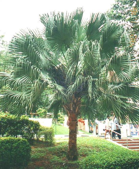 How to Grow Palms - Palmers Garden Centre Livistona Chinensis, Chinese Fan Palm, Mexican Fan Palm, Tropical Backyard Landscaping, Dream Forest, Florida Landscape, Tropical Backyard, Chinese Fan, Backyard Garden Landscape