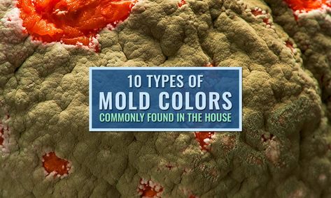 10 Types of Mold Colors Commonly Found in the House Pink Mold, Yellow Slime, Red Moles, House Mold, Toxic Mold, Slime Mould, Types Of Mold, Color Meanings, Medical Practice