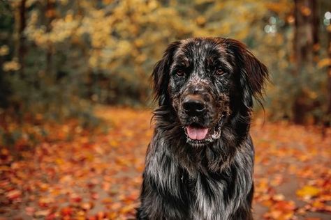 Golden Retriever Aussie Mix Puppy, Golden Aussie Puppy, Golden Aussie, Tell Him I Love Him, Golden Retriever Australian Shepherd, I Just Love Him, Aussie Mix, Aussie Puppies, Dream Dog