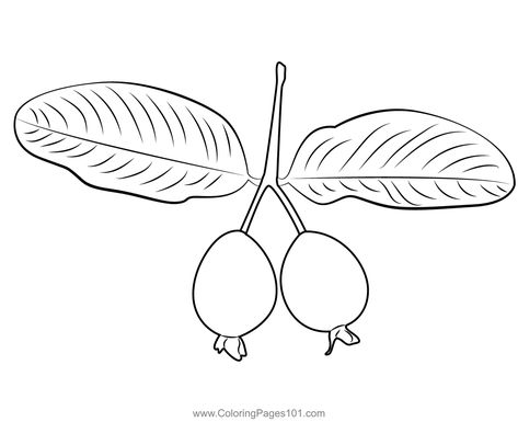 Green Guava Coloring Page Free Kids, Printable Coloring Pages, Printable Coloring, Coloring Pages For Kids, Coloring Page, Free Printable, Coloring Pages, For Kids, Green