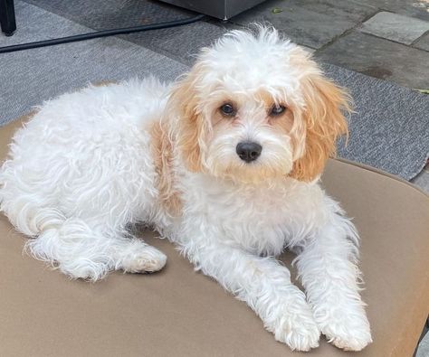 Cavapoo Haircut Styles Short, Cavoodle Haircut, Cavachon Grooming Styles, Cavapoo Grooming Styles, Cavapoo Haircut Styles, Cavapoo Haircut, Cavapoo Grooming, Havapoo Puppies, Cavachon Dog